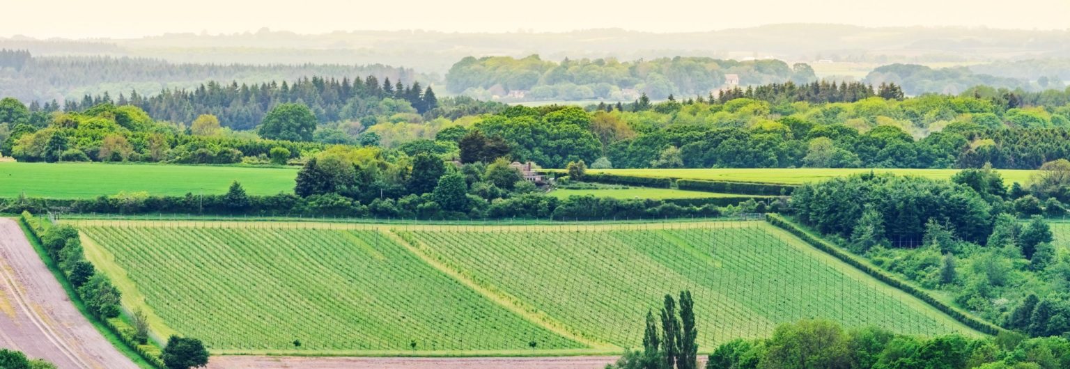 Carvers Hill Estate Vineyards Wiltshire