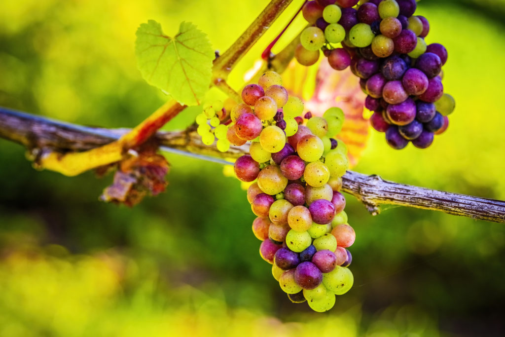 Carvers Hill Estate grapes in veraison